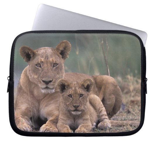 Afrika, Botswana, das Okavango-Delta. Löwen Laptopschutzhülle (Vorderseite)