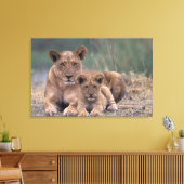 Afrika, Botswana, das Okavango-Delta. Löwen Leinwanddruck (Insitu (Wohnzimmer))