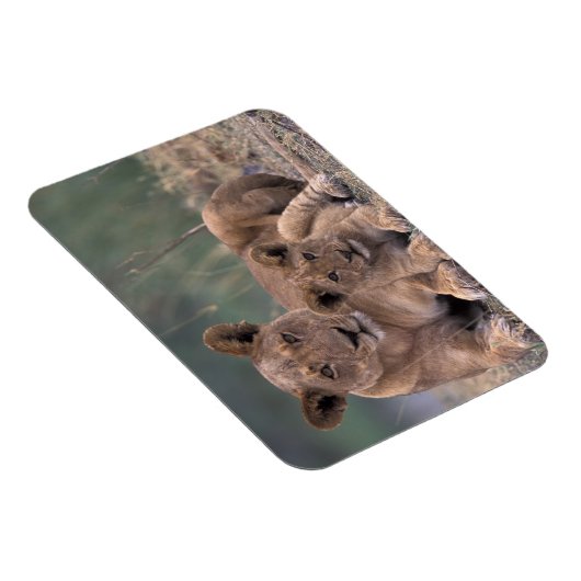 Afrika, Botswana, das Okavango-Delta. Löwen Magnet (Rechte Seite)