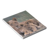 Afrika, Botswana, das Okavango-Delta. Löwen Notizblock (angewinkelt)