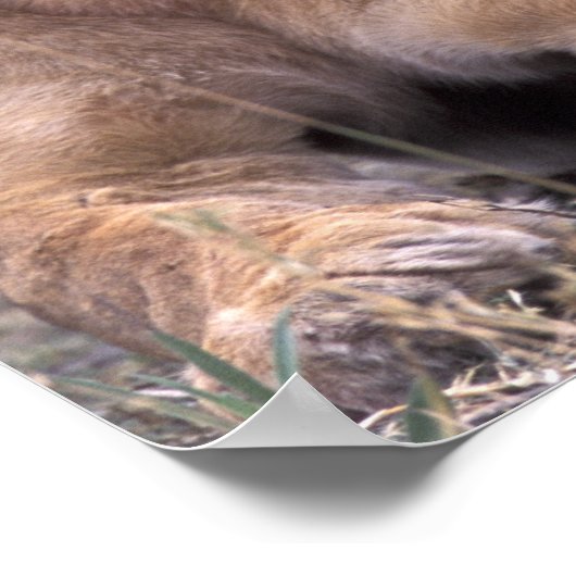 Afrika, Botswana, das Okavango-Delta. Löwen Poster (Ecke)