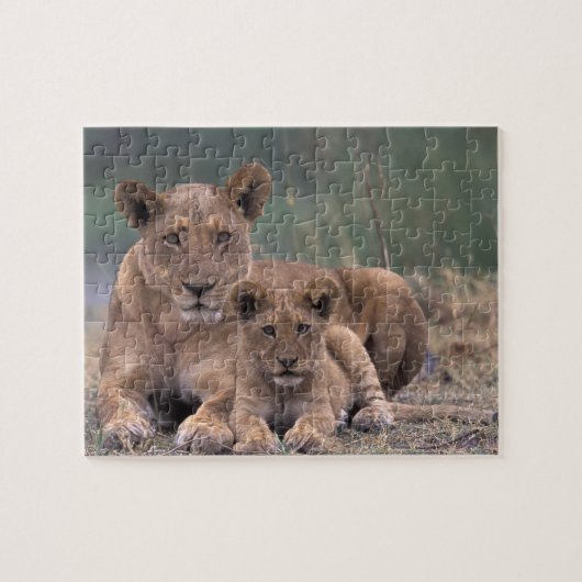 Afrika, Botswana, das Okavango-Delta. Löwen Puzzle (Horizontal)