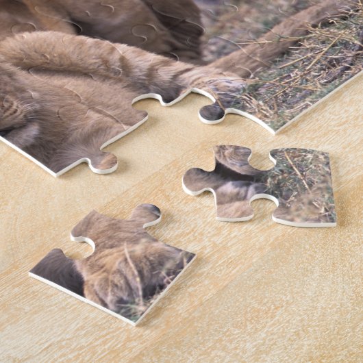 Afrika, Botswana, das Okavango-Delta. Löwen Puzzle (Seite)