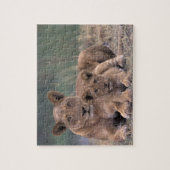 Afrika, Botswana, das Okavango-Delta. Löwen Puzzle (Vertikal)