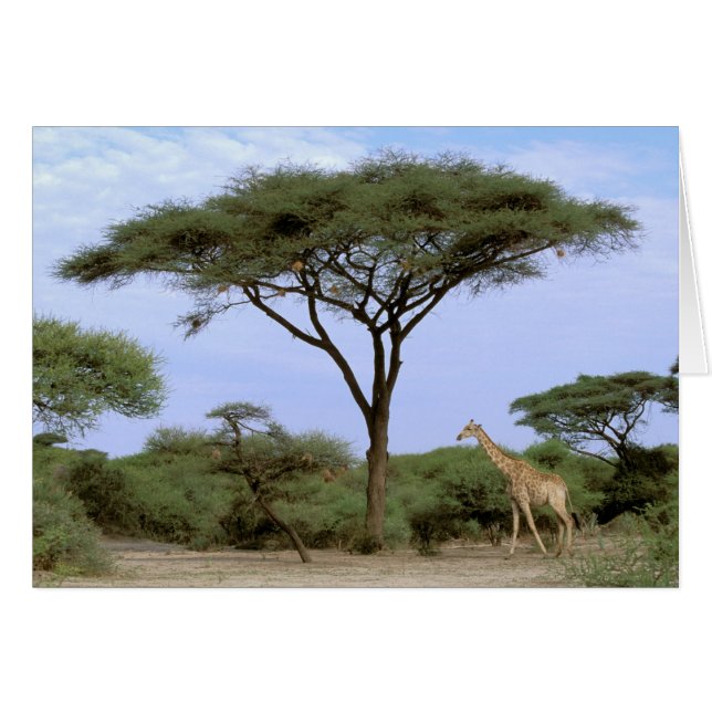 Afrika, Botswana, das Okavango-Delta. südlich (Vorderseite (Horizontal))