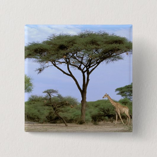 Afrika, Botswana, das Okavango-Delta. südlich Button (Vorderseite)