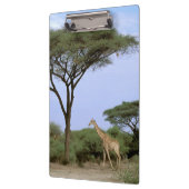 Afrika, Botswana, das Okavango-Delta. südlich Klemmbrett (Links)