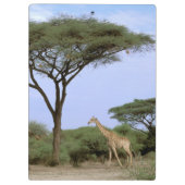 Afrika, Botswana, das Okavango-Delta. südlich Klemmbrett (Rückseite)