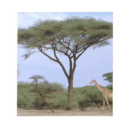 Afrika, Botswana, das Okavango-Delta. südlich Notizblock (Vorderseite)