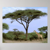 Afrika, Botswana, das Okavango-Delta. südlich Poster (Vorne)