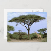 Afrika, Botswana, das Okavango-Delta. südlich Postkarte (Vorne/Hinten)