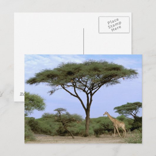 Afrika, Botswana, das Okavango-Delta. südlich Postkarte (Vorne/Hinten)