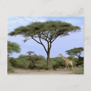 Afrika, Botswana, das Okavango-Delta. südlich Postkarte