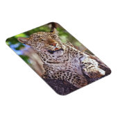 Afrika, Botswana, das Okvango-Delta, Wildleopard. Magnet (Rechte Seite)