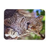 Afrika, Botswana, das Okvango-Delta, Wildleopard. Magnet (Horizontal)