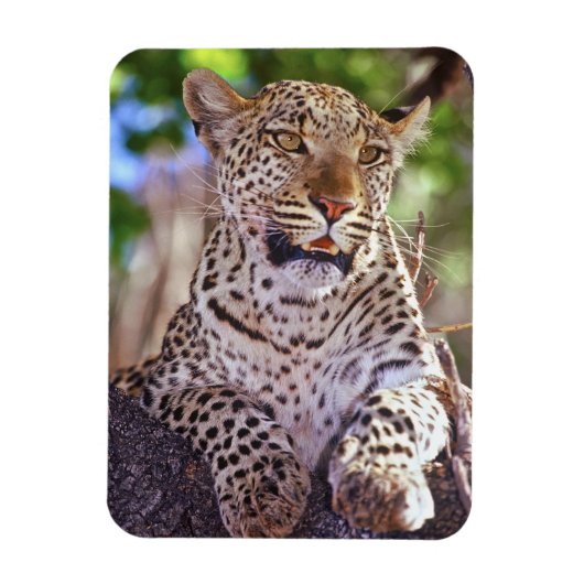 Afrika, Botswana, das Okvango-Delta, Wildleopard. Magnet (Vertikal)