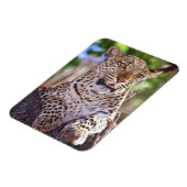 Afrika, Botswana, das Okvango-Delta, Wildleopard. Magnet (Linke Seite)
