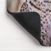 Afrika, Botswana, das Okvango-Delta, Wildleopard. Mousepad (Ecke)