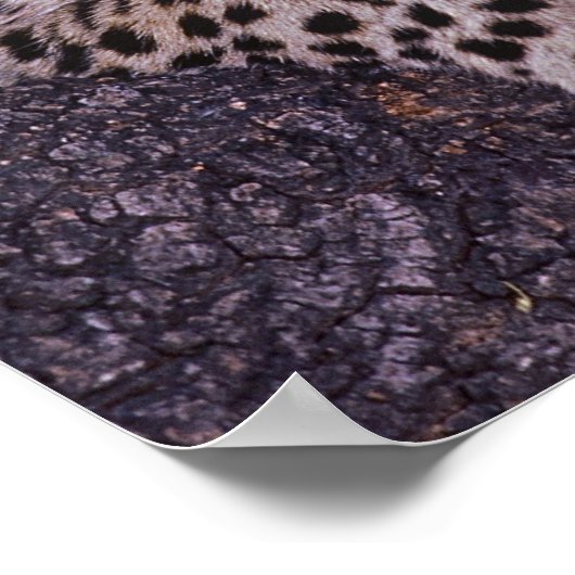 Afrika, Botswana, das Okvango-Delta, Wildleopard.  Poster (Ecke)