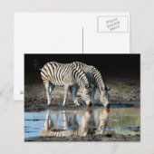 Afrika,Botswana, Okavango-Delta, Davison Camp Postkarte (Vorne/Hinten)