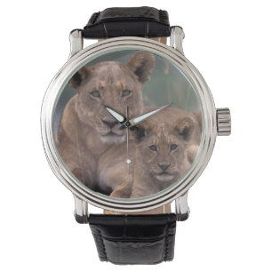 Afrika, Botswana, Okavango Dreieck. Löwen Armbanduhr