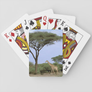 Afrika, Botswana, Okavango Dreieck. Südlich Spielkarten