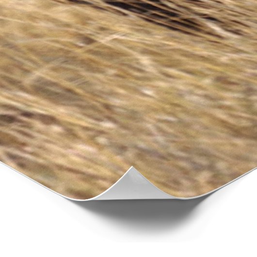 Afrika - Der Ochse mit großem Horn Poster (Ecke)