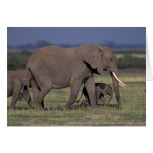 Afrika, Kenia, Amboseli-Nationalpark. Afrikanisch