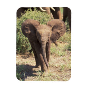 Afrika, Kenia, Amboseli-Nationalpark. Afrikanisch Magnet