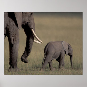 Afrika, Kenia, Amboseli-Nationalpark. Afrikanisch Poster