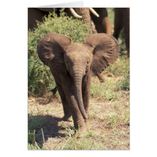 Afrika, Kenia, Amboseli-Nationalpark. Afrikanische