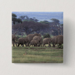 Afrika, Kenia, Amboseli-Nationalpark. Afrikanische Button