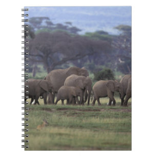 Afrika, Kenia, Amboseli-Nationalpark. Afrikanische Notizblock