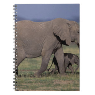 Afrika, Kenia, Amboseli-Nationalpark. Afrikanische Notizblock
