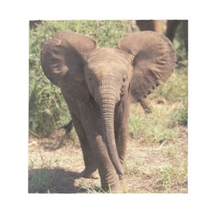 Afrika, Kenia, Amboseli-Nationalpark. Afrikanische Notizblock