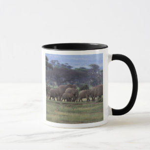 Afrika, Kenia, Amboseli-Nationalpark. Afrikanische Tasse