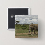 Afrika, Kenia, Amboseli-Nationalpark, Elefant, Button (Vorne & Hinten)