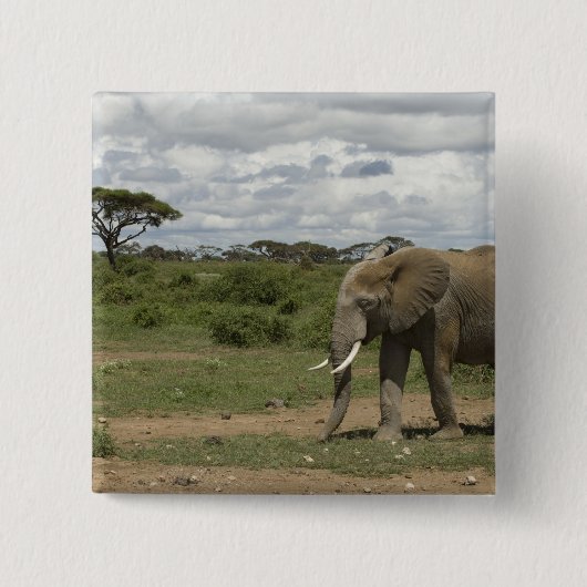Afrika, Kenia, Amboseli-Nationalpark, Elefant, Button (Vorderseite)