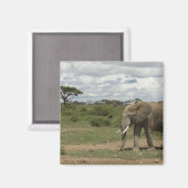 Afrika, Kenia, Amboseli-Nationalpark, Elefant, Magnet (Vorderseite/Rückseite)
