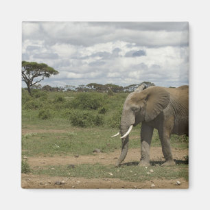 Afrika, Kenia, Amboseli-Nationalpark, Elefant, Magnet