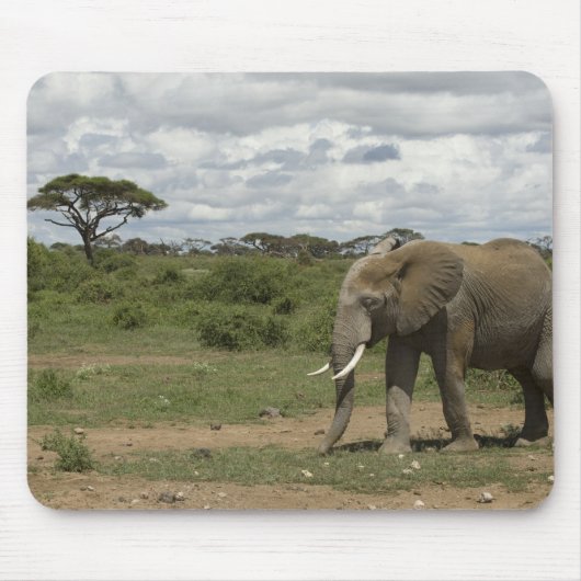 Afrika, Kenia, Amboseli-Nationalpark, Elefant, Mousepad (Vorne)