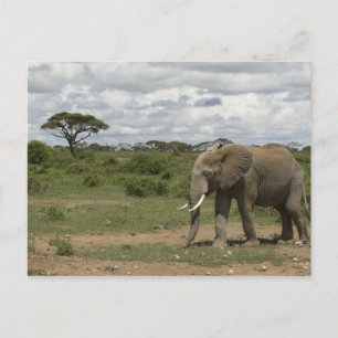 Afrika, Kenia, Amboseli-Nationalpark, Elefant, Postkarte
