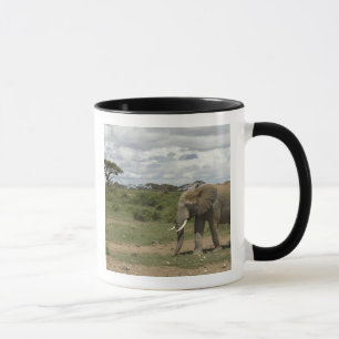 Afrika, Kenia, Amboseli-Nationalpark, Elefant, Tasse