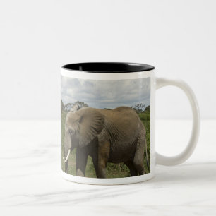 Afrika, Kenia, Amboseli-Nationalpark, Elefant, Zweifarbige Tasse