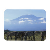 Afrika, Kenia, Amboseli-Nationalpark, Herde Magnet (Horizontal)