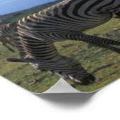 Afrika, Kenia, Amboseli-Nationalpark, Herde Poster (Ecke)