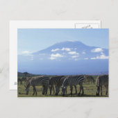 Afrika, Kenia, Amboseli-Nationalpark, Herde Postkarte (Vorne/Hinten)