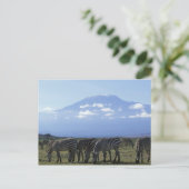 Afrika, Kenia, Amboseli-Nationalpark, Herde Postkarte (Stehend Vorderseite)