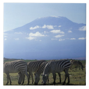 Afrika, Kenia, Amboseli-Nationalpark, Herde von Fliese