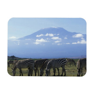 Afrika, Kenia, Amboseli-Nationalpark, Herde von Magnet